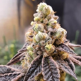 Wedding Slurripie > Elev8 Seeds